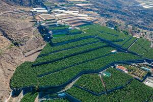 Estate - Guía de Isora (29)