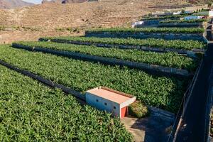 Estate - Guía de Isora (30)