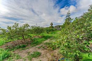 Estate - San Miguel (43)