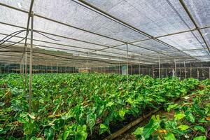 Estate - Valle Guerra (30)