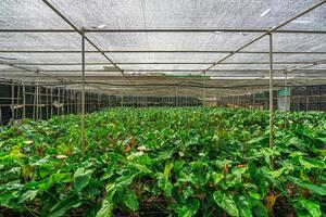 Estate - Valle Guerra (31)