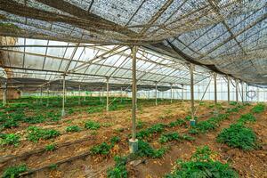 Estate - Valle Guerra (34)