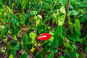 Estate - Valle Guerra (39)