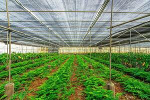 Estate - Valle Guerra (40)