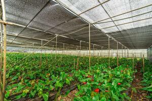 Estate - Valle Guerra (45)