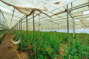 Estate - Valle Guerra (48)