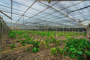 Estate - Valle Guerra (49)