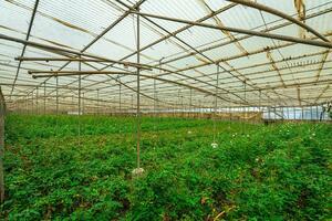 Estate - Valle Guerra (50)