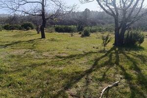 Estate - La Matanza de Acentejo (3)