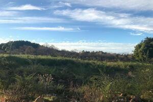 Estate - La Matanza de Acentejo (4)