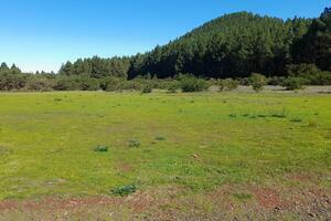 Estate - La Matanza de Acentejo (6)