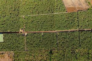 Seafront 6 Bedroom Estate - Buenavista del Norte (9)