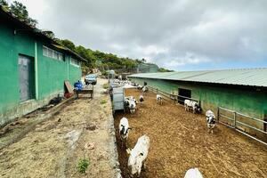 Geschäft - Garachico (11)