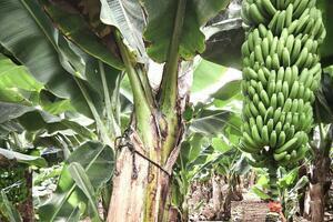 Estate - Las Galletas (10)