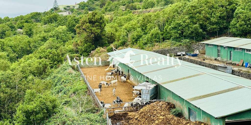 Geschäft - Garachico